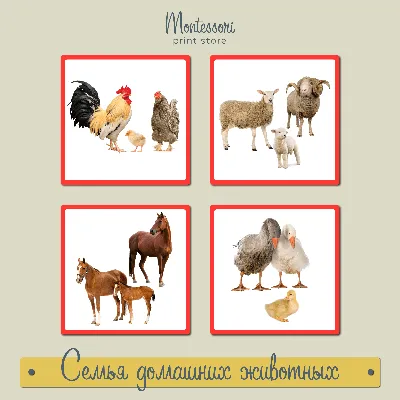 Набор животных Levatoys YSLT01-1C Дикие в пак. (FCJ0747019) по низкой цене  - Murzilka.kz