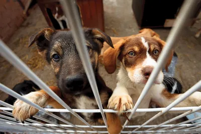 30 ноября — Всемирный день домашних животных — Управление ветеринарии  Ростовской области