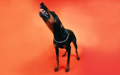 Фото доберманы Собаки рычит животное