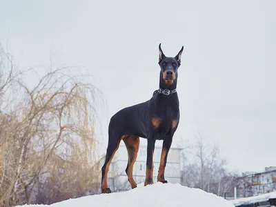 Фотографии доберманы собака зимние животное