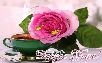 Пин от пользователя Olga ros на доске Доброго ранку | Праздничные открытки,  Цветы на рождение, Доброе утро