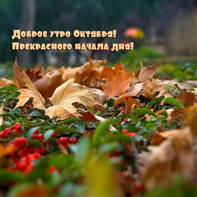 С Добрым утром☕ | Открытки Тедди | ВКонтакте