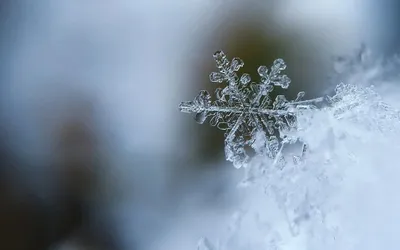 Первый день зимы, доброе утро, …» — создано в Шедевруме