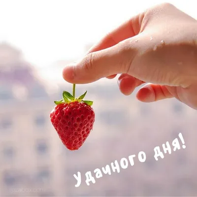 Доброе утро клубника (В статье много фото!) - treepics.ru
