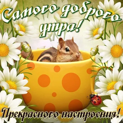 Доброе утро! #Доброеутро #Кот #Котейка #dzen.ru/cherrrygarden  #cherrrygarden | Instagram
