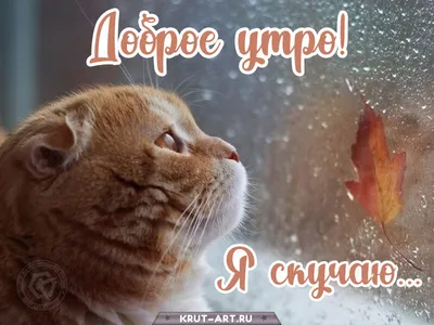 Картинка \"Доброго зимнего утра!\" с удивлённым котом • Аудио от Путина,  голосовые, музыкальные