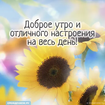 Pin by Елена on Летнее утро | Sunflower quotes, Growing quotes, Instagram  captions