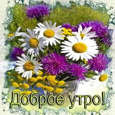 Купить \"Доброе утро\" Цветы любимой в Москве по 7250 ₽ арт – 14342