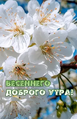 Картинки \"Доброе весеннее утро!\" (255 шт.)