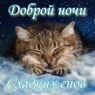 Споки ноки открытки с пожеланиями хороших снов для любимых с котиками  пожелать прекрасных снов любимым с помощью открытки гифки … | Спокойной ночи,  Открытки, Кошки