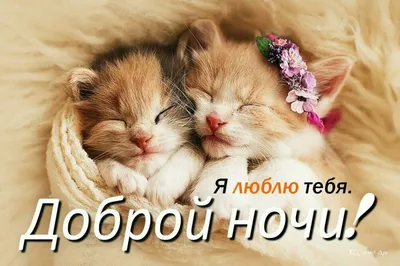 Спокойной ночи | Очаровательные котята, Спящие животные, Кошачий сон