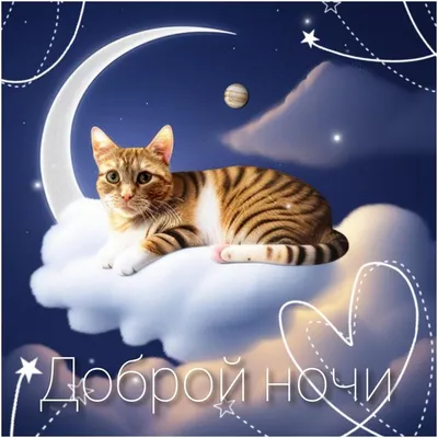 доброй ночи с животными фото｜Поиск в TikTok