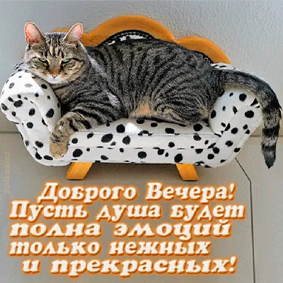 Красивое пожелание с котом на диване - Открытки - ДОБРЫЙ ВЕЧЕР