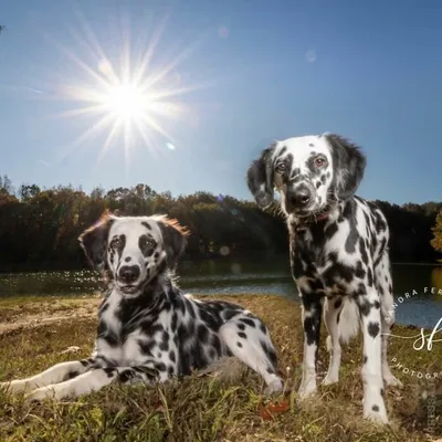 Далматин (Dalmatians) - это очень активная, сильная и выносливая порода  собак. Описание собаки, фото, отзывы.