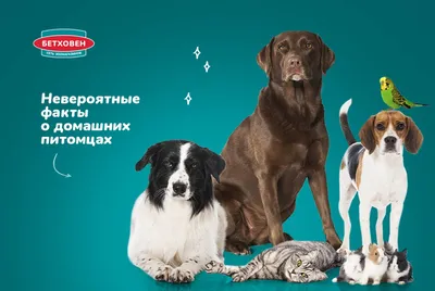 НАБОР домашних ЖИВОТНЫХ в пакете/фигурки животные, домашние животные  (ID#1503690134), цена: 195 ₴, купить на Prom.ua