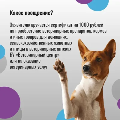 Кладбища домашних животных в Новомосковске оказались вне закона - Новости  Тулы и области - MySlo.ru