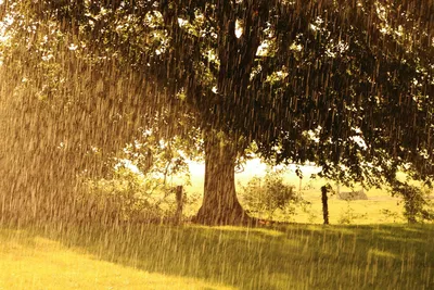 Идите дождь через солнце на озере, дожде лета и солнце Стоковое Фото -  изображение насчитывающей лучи, зеленый: 124512620