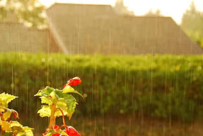 Дождь и солнце. | Alex Uzh | Flickr