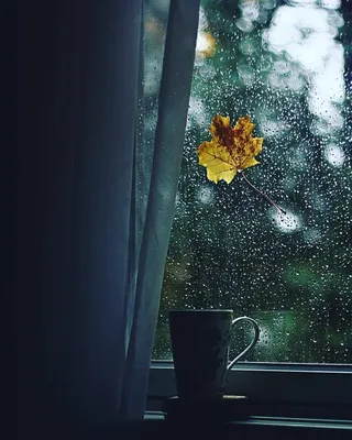 фото дождя за окном: 20 тыс изображений найдено в Яндекс.Картинках |  Wallpaper ponsel, Fotografi seni, Fotografi makro