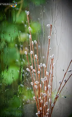 Дождь за окном - фото автора Главный редактор на сайте Сергиев.ru