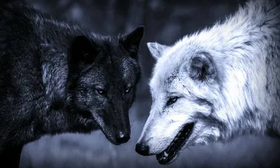 Скачать обои снег, волки, забавные, играются, Два волка, раздел животные в  разрешении 1920x1200