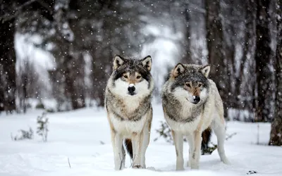 Притча о которой важно помнить - Два волка | Putnik Go | Дзен