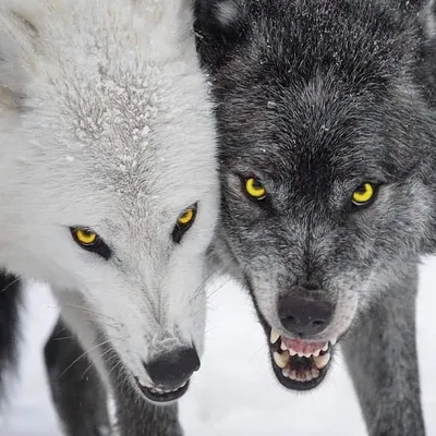 В лесах под Сыктывкаром обитает всего два волка, в удорской тайге - 270. |  Комиинформ