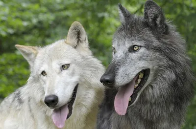 Два волка - 83 фото