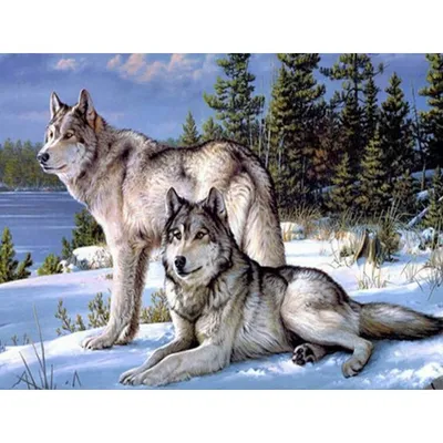 Два волка. Фотограф Демкина Надежда