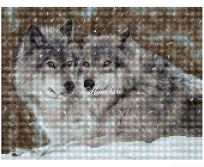 Волки Canis Lupus Два Волка - Бесплатное фото на Pixabay - Pixabay