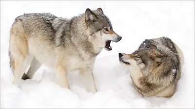 Два волка\" - притча индейцев чероки, полная ... | ОБО ВСЕМ | Фотострана |  Пост №2547386183