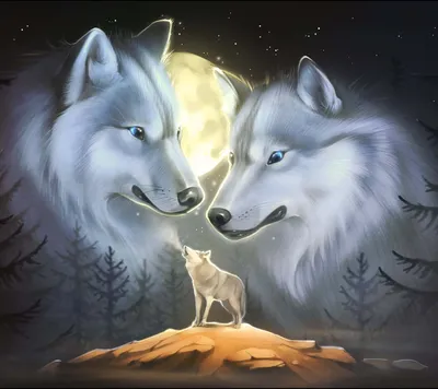 Два волка. Фотограф Демкина Надежда