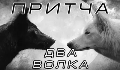 два волка смотрят друг на друга в лесу, животное серый волк, 5 Hd  фотография фото, собака фон картинки и Фото для бесплатной загрузки
