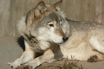В Тамбовской области осталось всего два волка. Охота на них до сих пор  разрешена: Новости ➕1, 11.11.2020