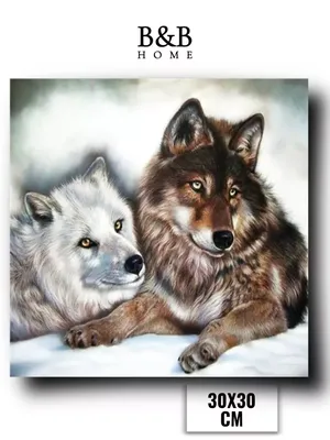Два волка близнеца - Волки - Животные - Картинки на рабочий стол
