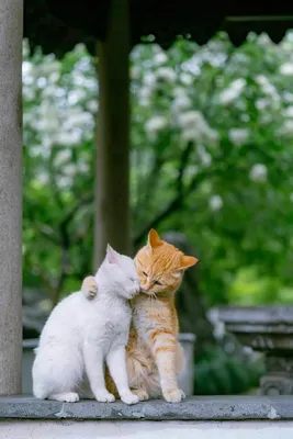 Как подружить двух кошек или котов в одной квартире — 🐈 FriendForPet