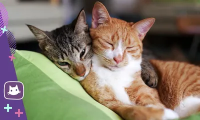 18 уморительных фото, которые доказывают, что 2 кошки лучше, чем одна