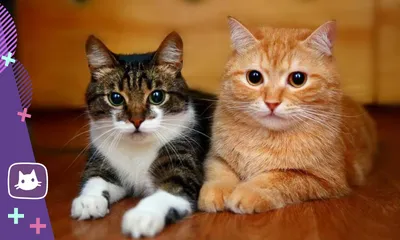 2 кошки + все необходимое - Tallinn - Животные, Кошки купить и продать –  okidoki