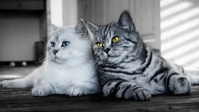 🐱🐱Если дома две кошки — мать и дочь: какие отношения между ними | Нос,  хвост, лапы | Дзен