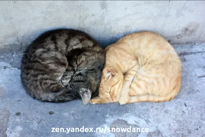 Две Кошки Спят Вместе Фотография, картинки, изображения и сток-фотография  без роялти. Image 25398554