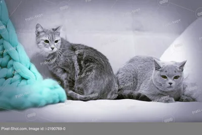 Купить Винтажная статуэтка \"Две кошки\", 18см x 15.5см, Тайвань, 1960-70гг.  в интернет-магазине Diskontshop.eu Германия всего за 2 772 руб. в