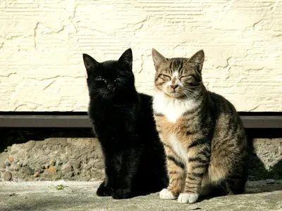 Две кошки. Большой серый кот и маленький котенок. Мама кошка и малыш. Мама  серая, пушистая, красивый мех. Котенок маленький, белый с рыжим. Семейный  портрет двух кошек крупно. Кошки смотрят прямо Stock Photo |