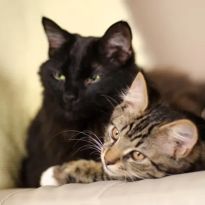 Две кошки. Большой серый кот и маленький котенок. Котенок смешно держит  лапу. Мама кошка и малыш. Мама серая, пушистая, красивый мех. Котенок  маленький, белый с рыжим. Семейный портрет двух кошек Stock-Foto |