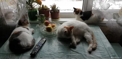 Найдены две кошки, ищем владельцев. г. Челябинск | Пикабу