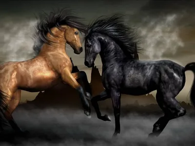 2 лошади на зеленой предпосылке напольной Стоковое Фото - изображение  насчитывающей головка, напольно: 34420872