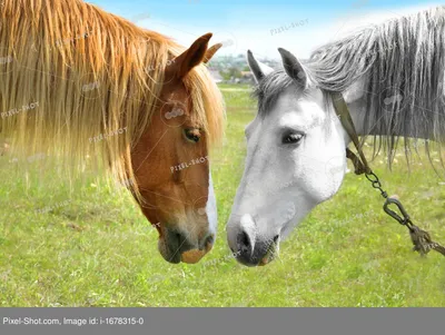 ВК: Judy Dask две лошади кружат …» — создано в Шедевруме