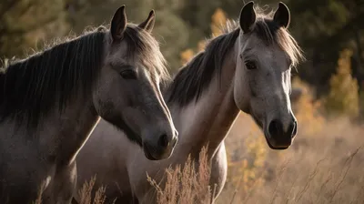 Две лошади | Купить картину из янтаря с лошадьми — UKRYANTAR