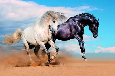 Картина в стиле кубизм \"Две лошади\"