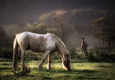 Две лошади утренние лошади летние материалы фотографии карта с фотографиями  Фон И картинка для бесплатной загрузки - Pngtree