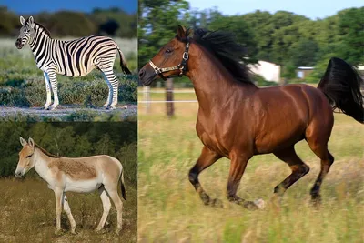 Две лошади Стоковые фотографии, картинки, все без лицензионных отчислений -  Envato Elements